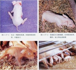 仔猪“抖抖病”怎么防治？别急，从原因到方法