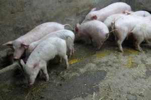 仔猪断奶后营养性腹泻,怎样正确防治?
