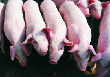 保健养猪不同阶段的保健方案