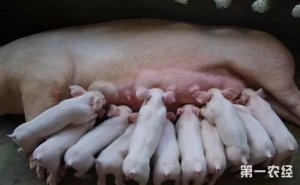 造成母猪流产的原因竟有它，不及时处理危害大