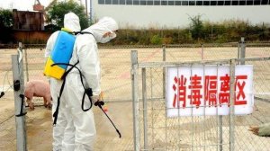 非洲猪瘟疫点疫区生猪养殖场户消毒作业指导书