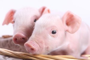 断奶仔猪腹泻发生原因及预防措施