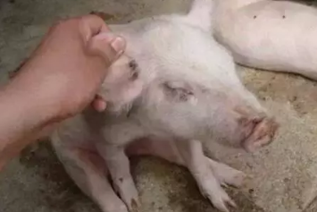 中国养猪网