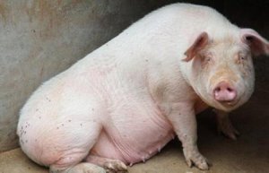 关于调控母猪乳腺发育的三大措施！值得收藏！