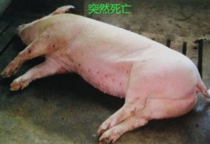 猪只为什么会突然猝死？养猪场怎么预防！