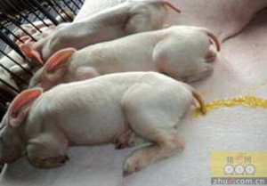老刘养猪杂谈--猪腹泻治疗的误区