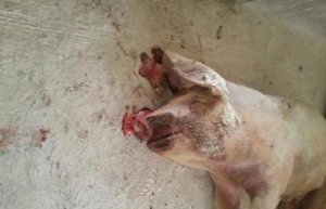 猪死后流鼻血是什么病？怎么防治？