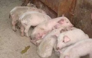猪各阶段流行性腹泻治疗方法