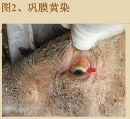 收藏：夏季这种猪易发的人畜共患病，25张实图