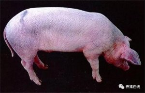 【技术】猪蓝耳病疫苗的免疫原性、保护效果 