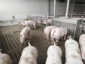 养猪人都想收藏的养猪小窍门汇总