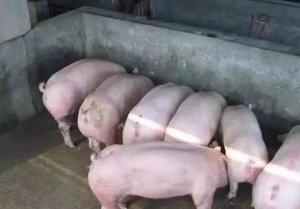 非瘟发生真的毫无办法？专家：这3个武器可对