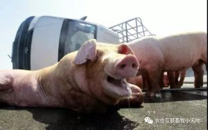 猪热应激的症状以及预防措施