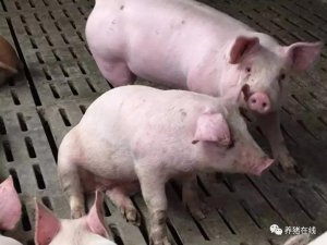 【技术】冬季猪群呼吸道疾病有哪些特点？如何