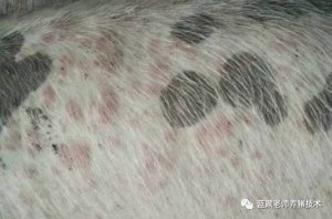 不用愁！老颜教你辨别皮肤病和圆环病毒病
