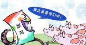 猪场都有哪些腹泻病？如何应对？