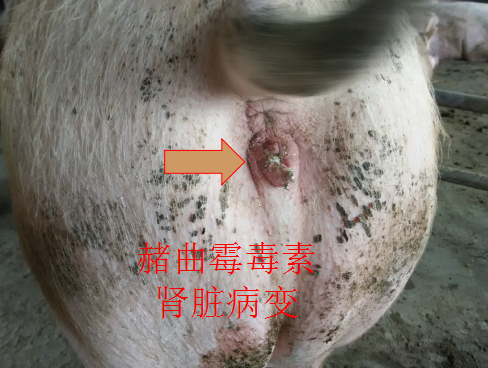 ͼƬ18.png