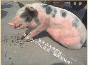干货：实图详解猪突然皮肤发红是啥病！