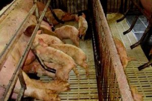 产房仔猪腹泻不一定是病毒性，对照这6点靠谱