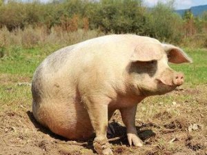 母猪低温怎么治？这个中医疗法不错！