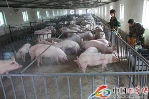 预防非洲猪瘟的这四种消毒方法，你做了几种？