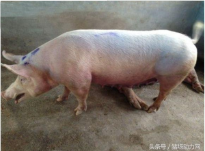 南方春季猪呼吸道疾病防控知多少？