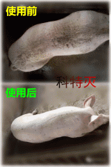 我一年给猪驱虫4次，为什么母猪还是蹭墙？ 