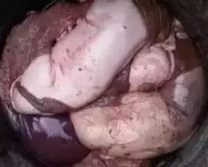 母猪各阶段流产，究竟是什么原因引起的？