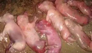 猪腹泻、咳嗽、关节肿、流产死胎，对照这个猪
