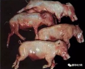 通过“死胎”形状鉴别诊断死胎原因，方法处理