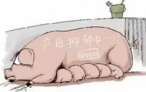 母猪产后消炎之我见！
