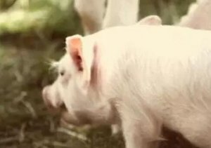 母猪便秘不可怕，就怕您找不到原因，找不到正
