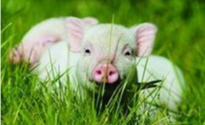 近年来，猪发生呼吸系统疾病的新特点