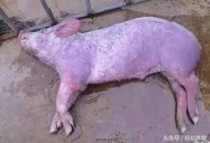 不怕猪场高热流感，我有这个妙招！