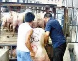供大于求利空市场 价格继续回落