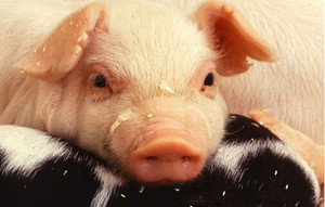 今春防疫，猪场免疫策略如何制定？