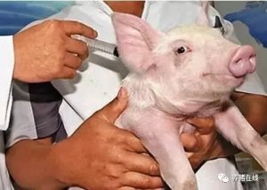 养猪防疫小知识，给猪打疫苗要注意避免这些情