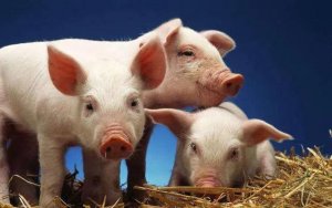 猪低温不食您真的知道原因吗？