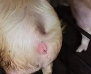 母猪在发情期配不上种，有什么方法可以解决这