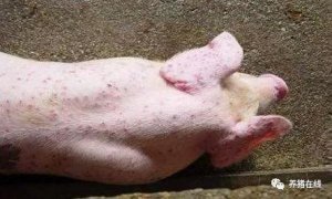 【技术】天气越来越暖和 猪弓形体病不可忽视
