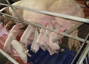 想养好猪必看！影响哺乳仔猪腹泻的因素及防治