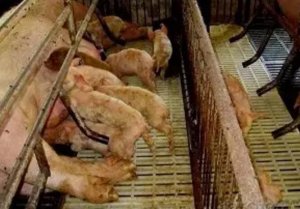 猪病毒性腹泻的症状及处理方案！