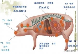 你如何知道自己的猪场是否有霉菌毒素危害？预