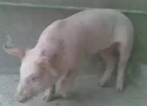 猪腿瘸了，原来是这个病！