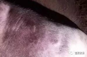 紫药水的妙用，养猪人少花钱解决大问题！