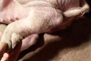 大棚养猪风湿性跛行的防治