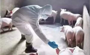 母猪必须免疫的几种疫苗你知道吗？