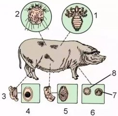 动物防疫法要求预防、控制和扑灭这类猪病，但
