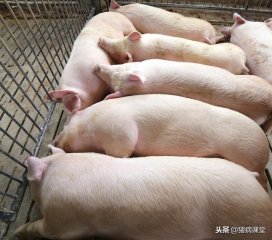 秋冬频发猪流感与猪感冒的鉴别及治疗