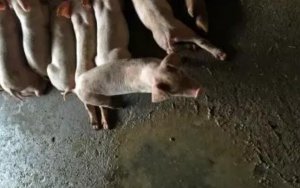 猪疾病鉴别表大全，太全了，值得收藏！